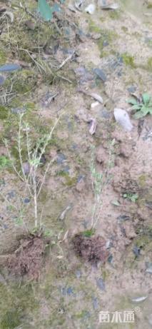 高度20厘米金边六月雪