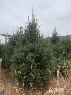 高度300厘米白扦云杉