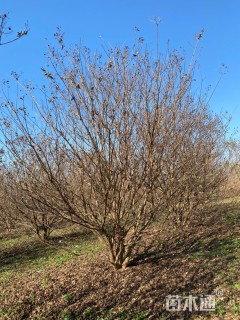 高度300厘米丛生紫薇