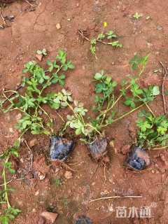 高度25厘米金花生