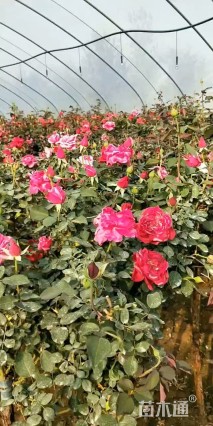 高度150厘米高杆月季