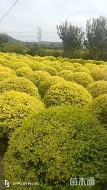 冠幅100厘米亮晶女贞球