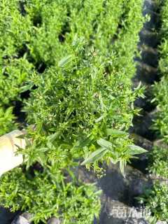 高度35厘米荷兰菊