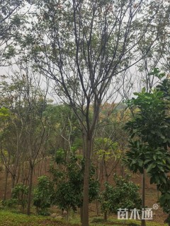 12公分复羽叶栾树