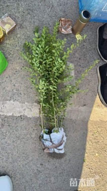 高度40厘米水腊