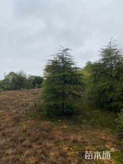 高度450厘米雪松