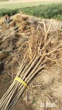 高度50厘米紫穗槐小苗