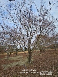 高度700厘米丛生鸡爪槭