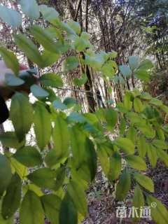 15公分海南黄花梨