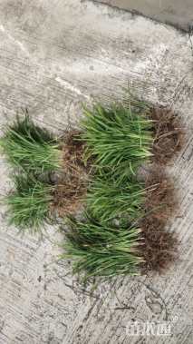 高度15厘米麦冬