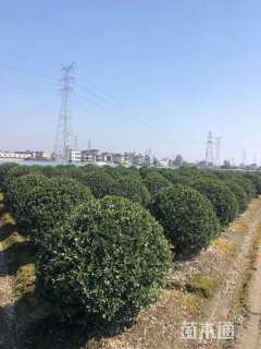 冠幅150厘米大叶黄杨球