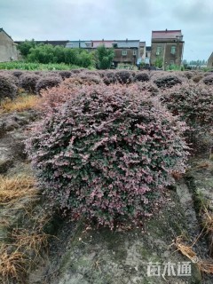 冠幅180厘米红花继木球