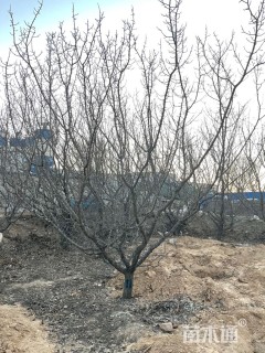 19公分山杏