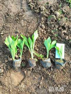 高度20厘米金边玉簪