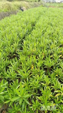 高度60厘米夹竹桃