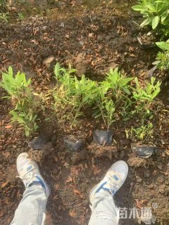 高度30厘米毛鹃