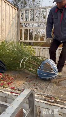 高度100厘米棣棠