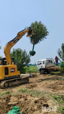 12公分绚丽海棠