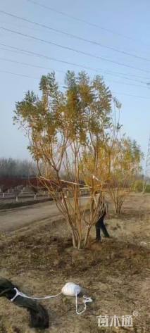 高度500厘米丛生金枝槐