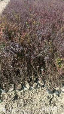 高度30厘米红叶小檗