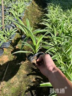 高度20厘米吊兰