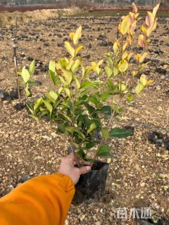高度30厘米金森女贞