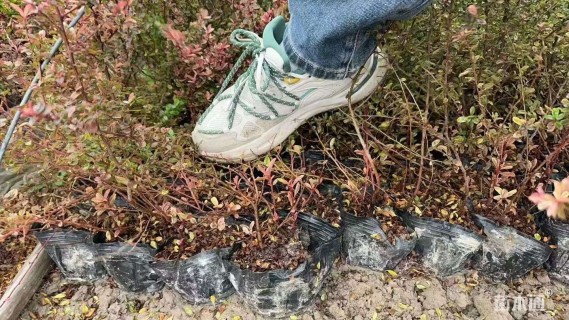 高度40厘米小丑火棘小苗