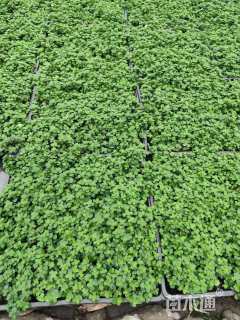 高度3厘米凹叶景天