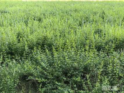 高度100厘米云南黄馨