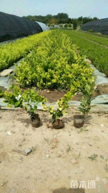 40厘米金森女贞小苗