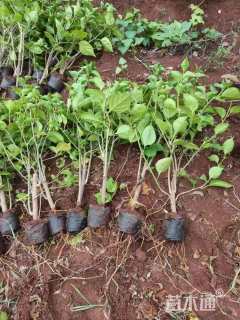 高度40厘米三角梅