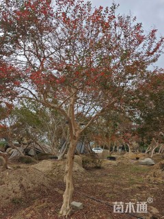 20公分造型紫薇