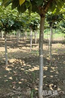 4.8公分日本晚樱