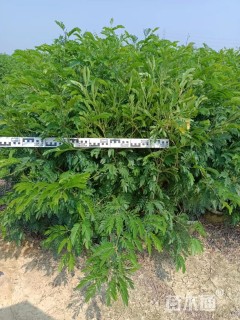 高度60厘米红绒球