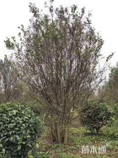 高度3.5厘米丛生紫薇