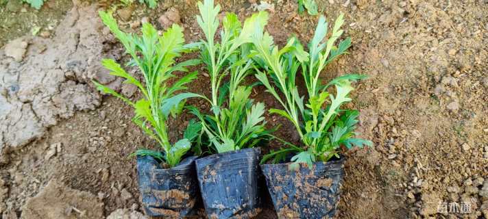 高度10厘米木春菊