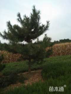 12公分松树