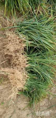 高度15厘米麦冬