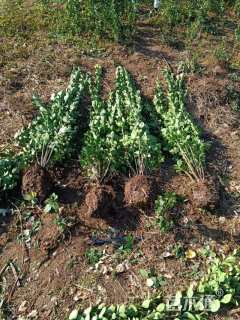高度140厘米北海道黄杨