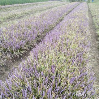 高度25厘米金边麦冬