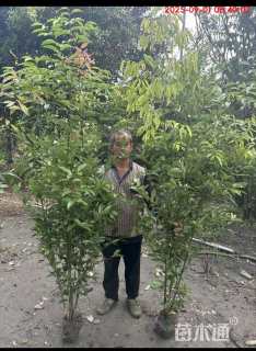 高度120厘米丛生天竺桂