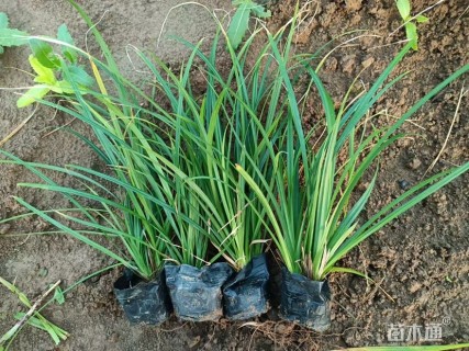 高度40厘米崂峪苔草