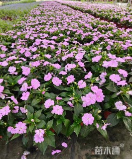 高度30厘米凤仙