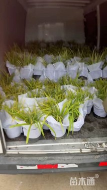 高度30厘米大花萱草