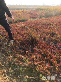 80厘米小叶扶芳藤