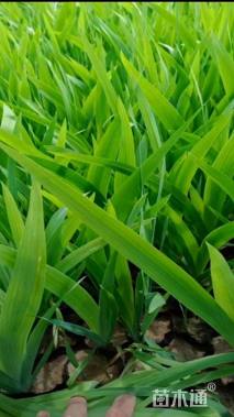 高度25厘米鸢尾