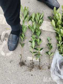 高度50厘米海桐