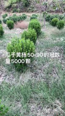 高度20厘米瓜子黄杨