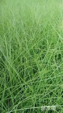 高度30厘米细叶芒