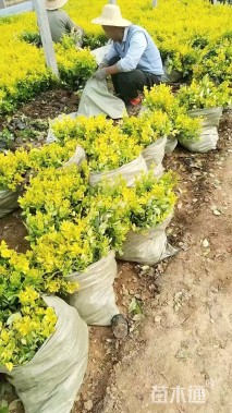 高度40厘米金森女贞